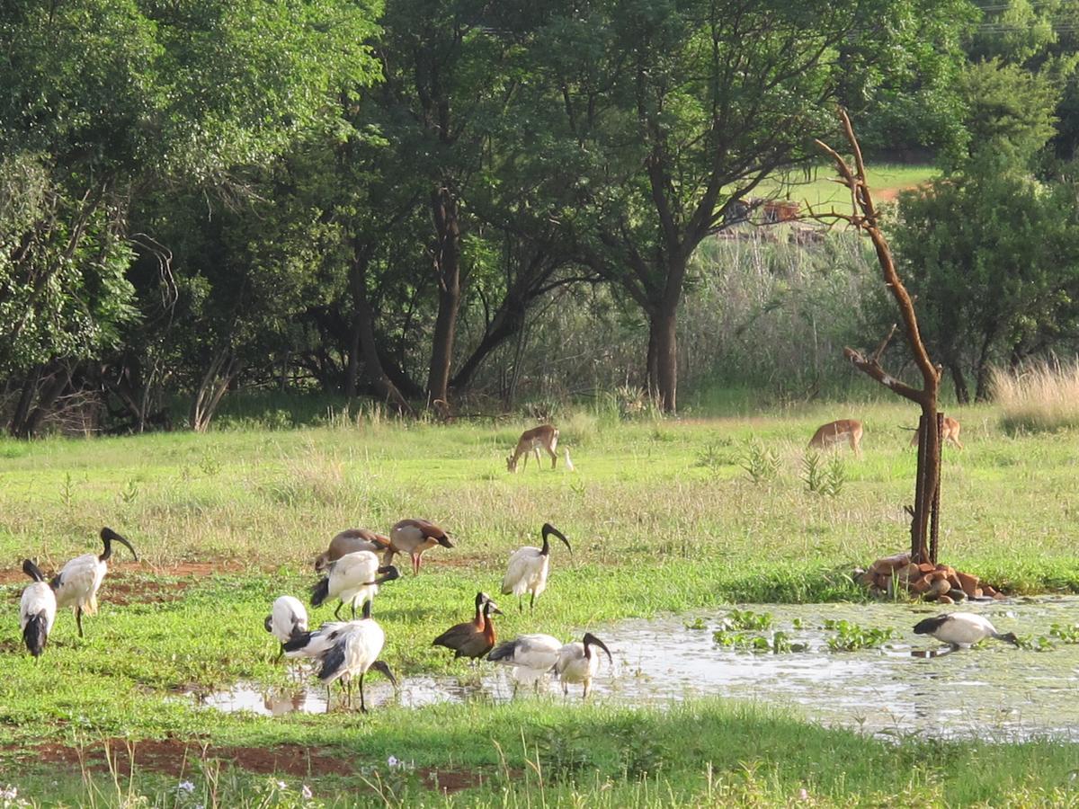 Harties Is Africa Safari Lodge Kosmos Extérieur photo