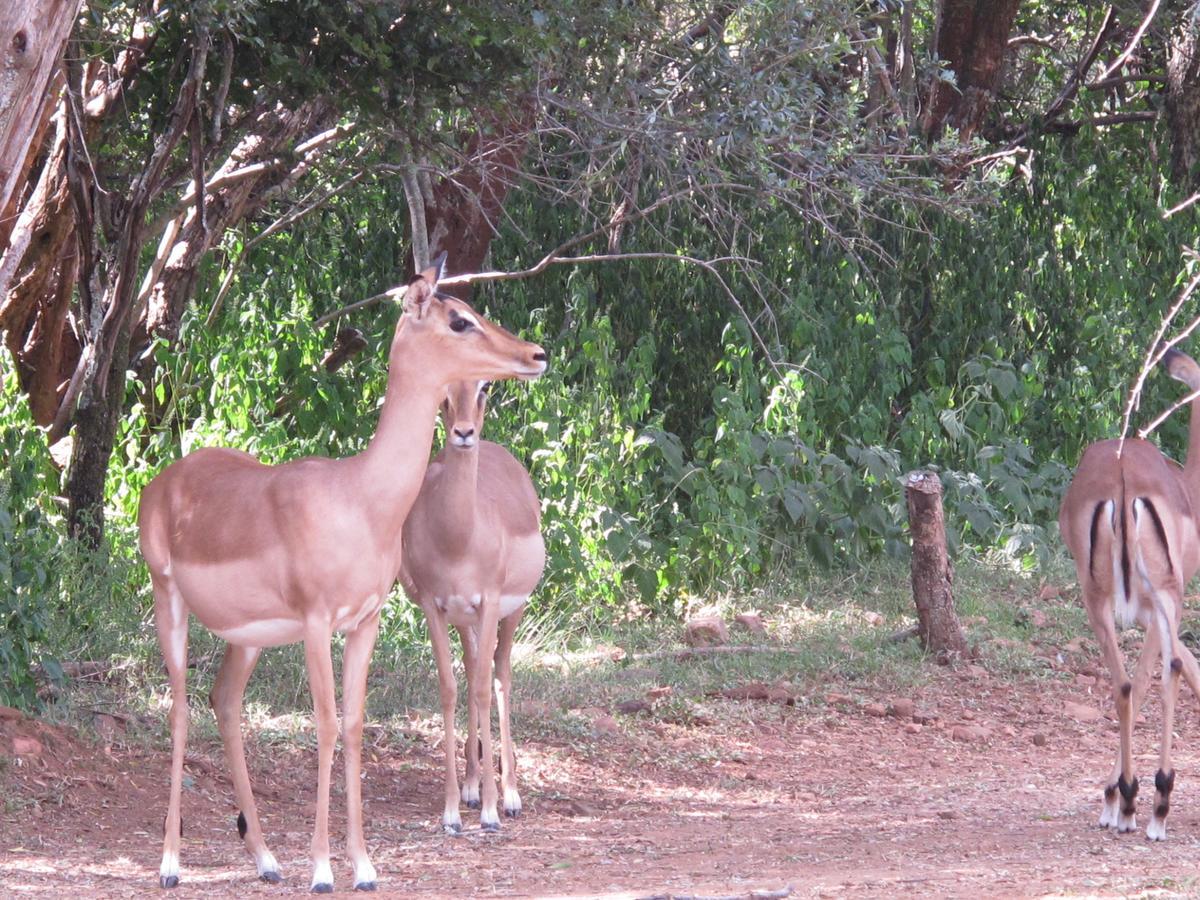 Harties Is Africa Safari Lodge Kosmos Extérieur photo