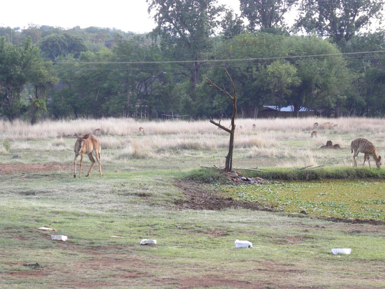 Harties Is Africa Safari Lodge Kosmos Extérieur photo