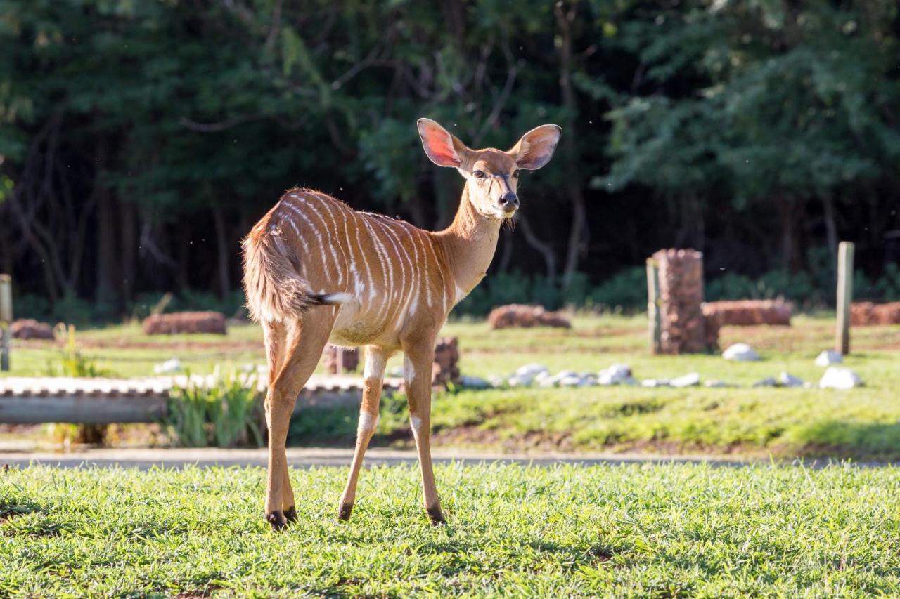 Harties Is Africa Safari Lodge Kosmos Extérieur photo